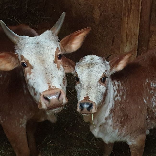 Farma Wenet uvítá pomoc. Staňte se adoptivním rodičem zvířat! 