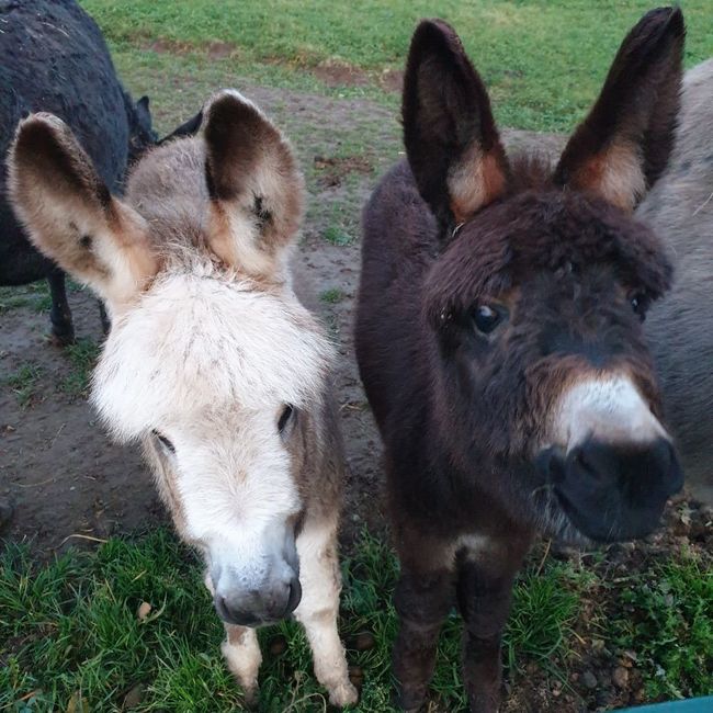 Farma Wenet uvítá pomoc. Staňte se adoptivním rodičem zvířat! 