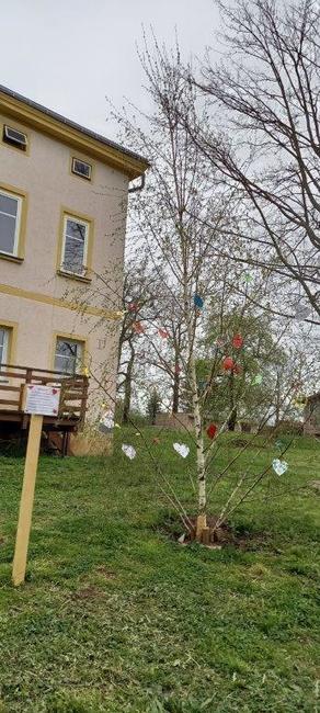 V Hejtmánkovicích vítají jaro srdíčkovníkem