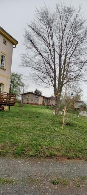 V Hejtmánkovicích vítají jaro srdíčkovníkem