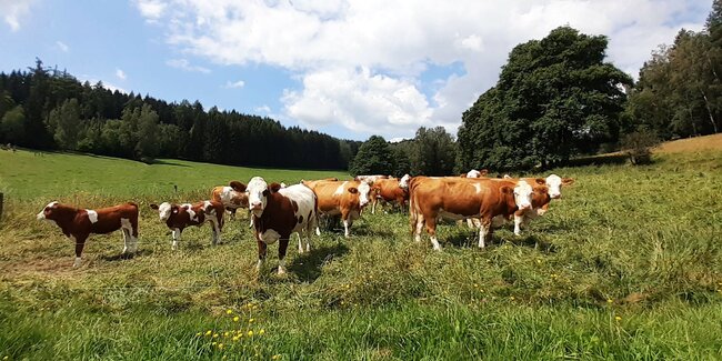 Na vlnách mýtů: Zdoňovské menhiry