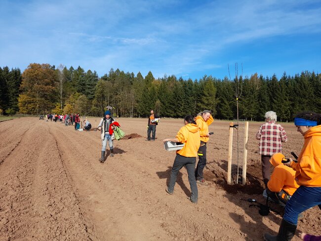 Podzimní sázení ve Vernéřovicích: téměř stovka ovocných stromů