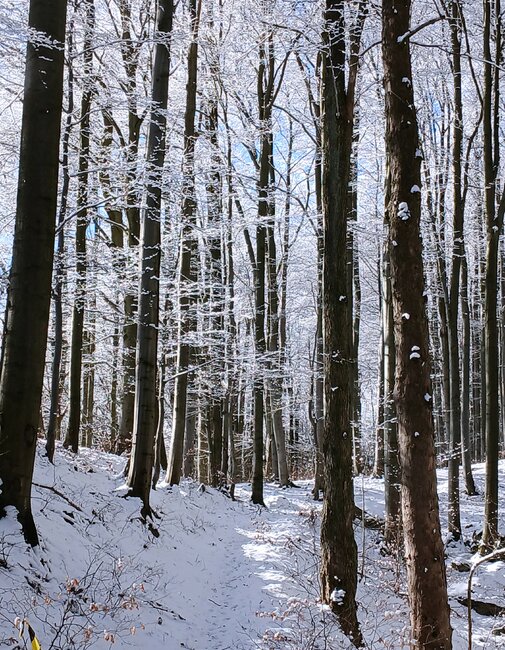 Do lesních komnat hradu Hornšperk
