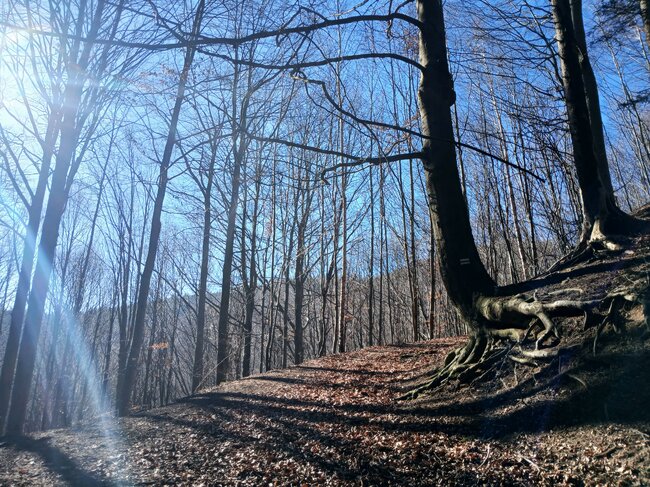 Za vambeřickým Poutníkem a skalními hřiby