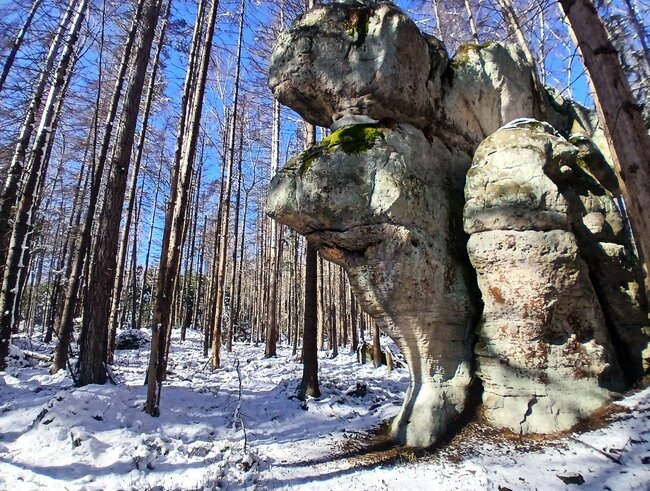 Za vambeřickým Poutníkem a skalními hřiby