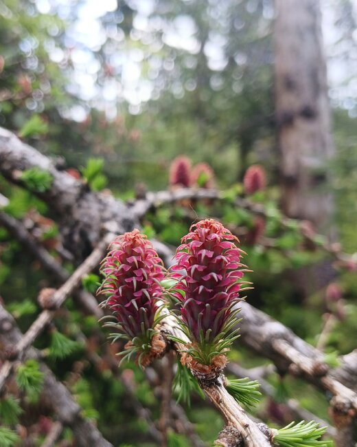 Z Janoviček po hřebeni k trůnu hraničářů