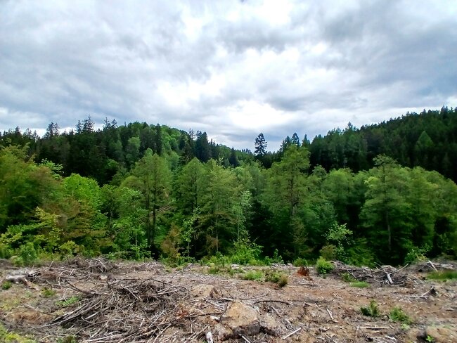 Maršovské údolí: útočiště skautů i tajemný hrádek