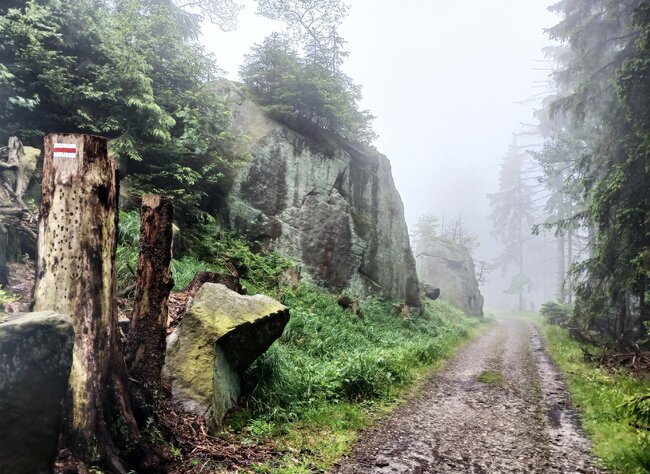 Přes pavoučí les k Dlouhým močálům