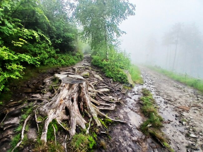 Přes pavoučí les k Dlouhým močálům