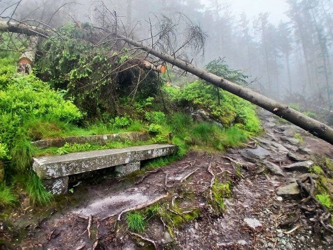 Přes pavoučí les k Dlouhým močálům