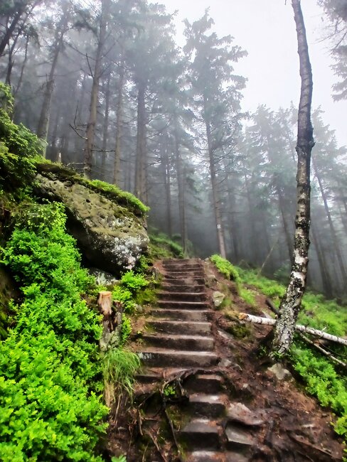 Přes pavoučí les k Dlouhým močálům