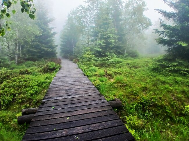 Přes pavoučí les k Dlouhým močálům