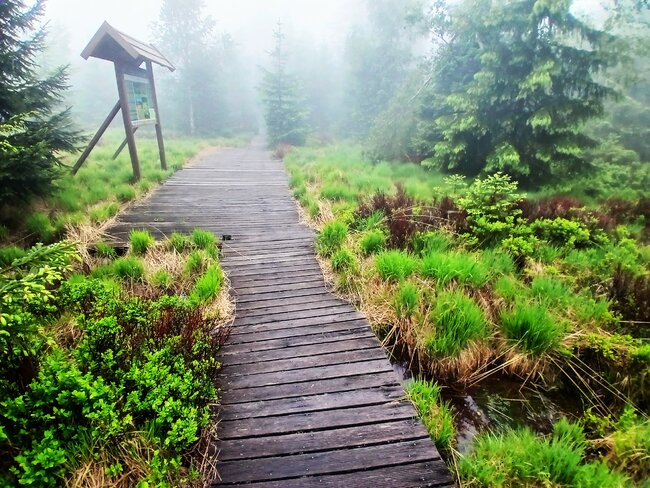 Přes pavoučí les k Dlouhým močálům