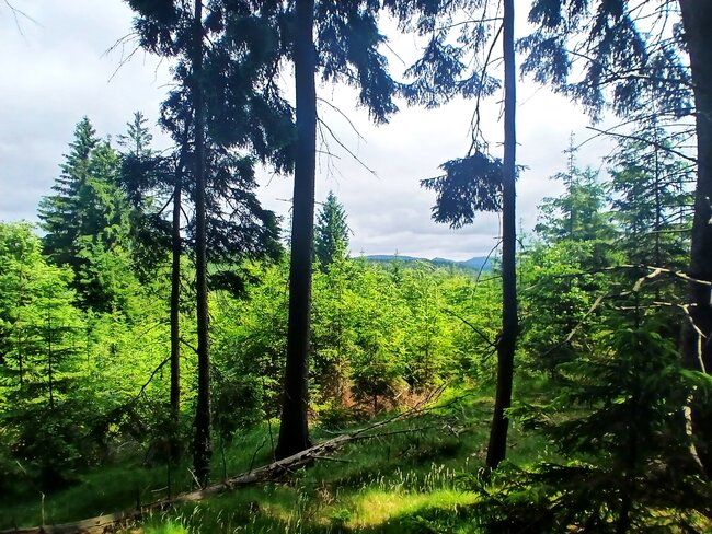 Na Strážní vrch nad ztichlou Libnou