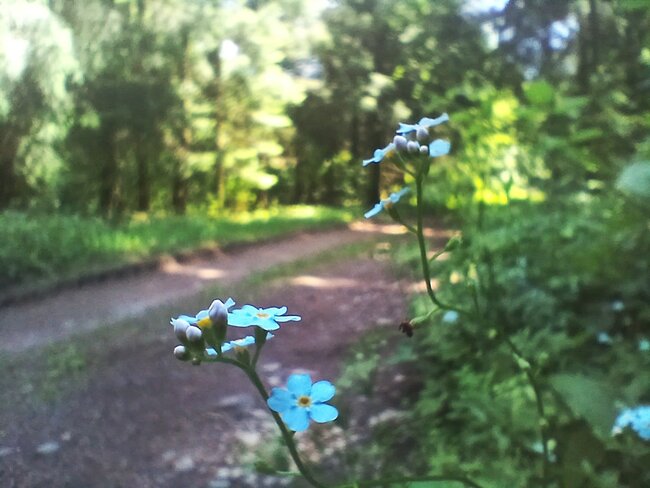 Chladivé Kamínky na polské straně Javořích hor