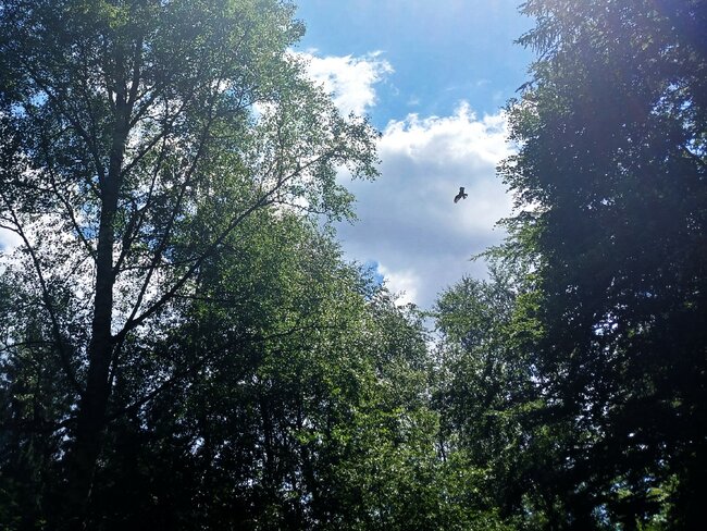 Chladivé Kamínky na polské straně Javořích hor