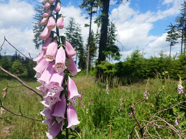 Chladivé Kamínky na polské straně Javořích hor