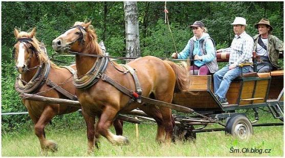 V Martínkovicích soutěžili koně ve třech disciplínách