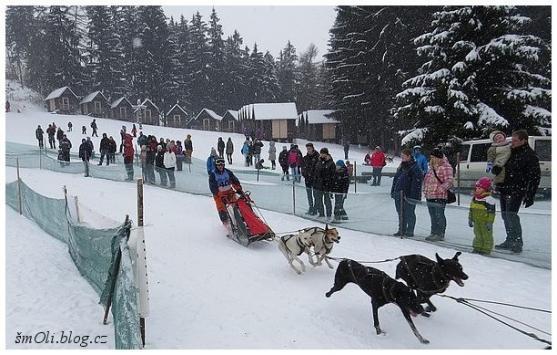 O víkendu běhali na Janovičkách sibiřští husky, aljašští malamuti, samojedi či grónští psi