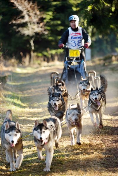 Letos se se psy běhalo a jezdilo na kárách, koloběžkách a kolech