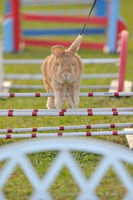 Králíci z Broumova uspěli na Grand Prix v Poděbradech