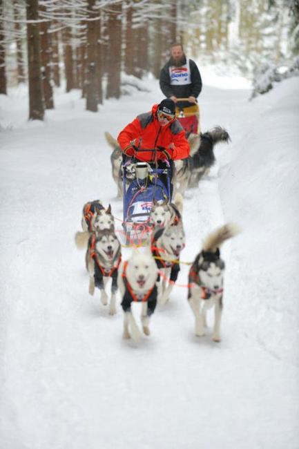 Na závody psích spřežení se na Janovičky u Broumova přišlo podívat 3 000 diváků