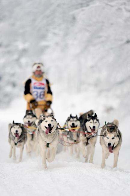 Janovičky patřily musherům a jejich psům