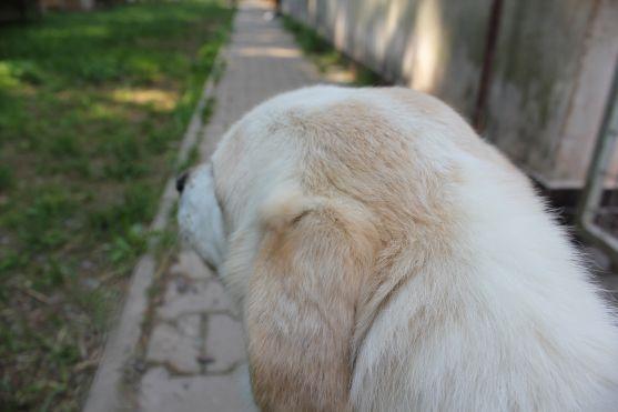 V broumovském psím útulku čeká na nové majitele dvanáct psů