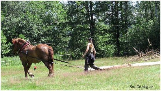 V Martínkovicích soutěžili koně ve třech disciplínách