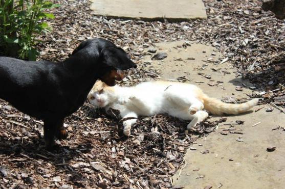 Grosshof je nejlepší devítijamkový golfový areál v ČR za rok 2015!