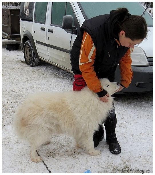O víkendu běhali na Janovičkách sibiřští husky, aljašští malamuti, samojedi či grónští psi