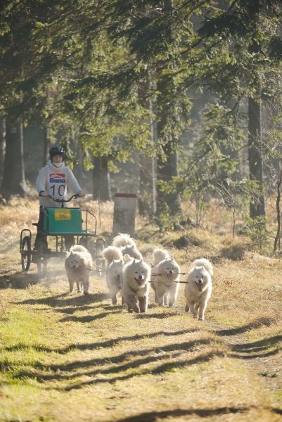 Letos se se psy běhalo a jezdilo na kárách, koloběžkách a kolech