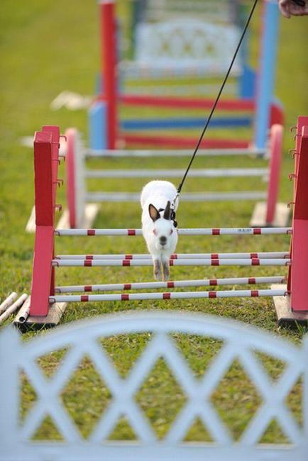 Králíci z Broumova uspěli na Grand Prix v Poděbradech