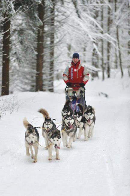 Na závody psích spřežení se na Janovičky u Broumova přišlo podívat 3 000 diváků