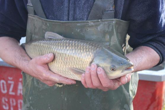 Ryby z rybníku v Hejtmánkovicích lovili hasiči