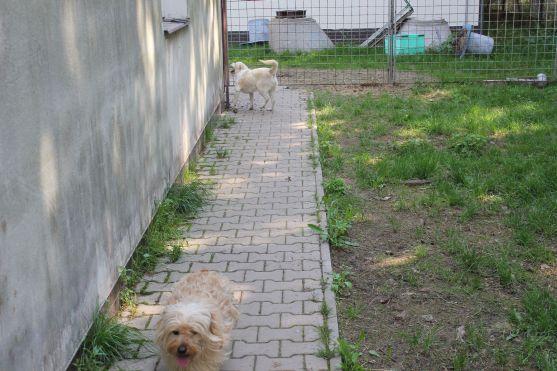 V broumovském psím útulku čeká na nové majitele dvanáct psů