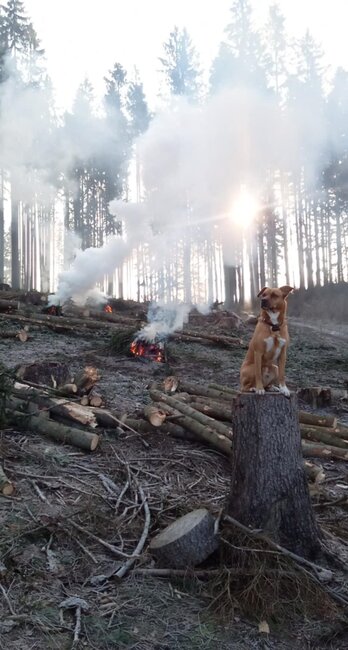 Lesní dělník Zdeněk Zítka: Starám se o syna a několik hektarů lesa