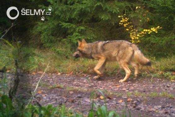 Na Broumovsku se druhý rok po sobě narodila vlčata