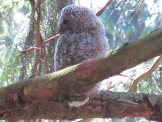 Ve skalní dutině na Křížovém vrchu hnízdí puštík