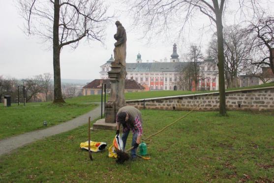 V klášterní zahradě byl zasazen nový vzácný strom Dřezovec trojtrnný