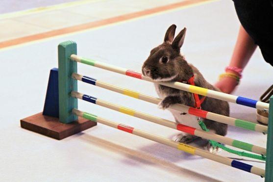 Sportovní disciplína Králičí hop bude mít své závody v Broumově