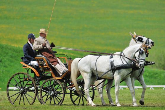 Jiří Nesvačil se stal vítězem v kategorii dvojspřeží při mezinárodních závodech koňských spřežení v Polici nad Metují