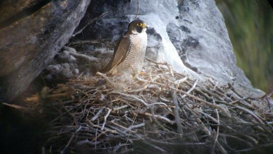 Sokoli si zamilovali skalní vyhlídky v CHKO Broumovsko