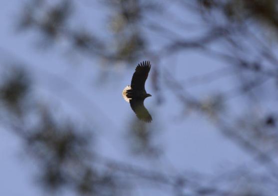 Orli na Broumovsku? Zatím ne, ale létají nedaleko 