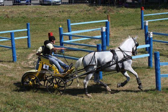 Staronoví mistři opratí z Police nad Metují