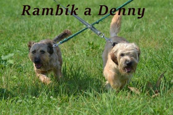 Broumovským útulkem prošlo v loňském roce 186 psů a 25 koček