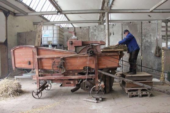 V Martínkovicích se mlátilo obilí postaru