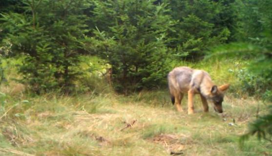 Na Broumovsku se narodila vlčata. Dokazují to záběry z fotopastí