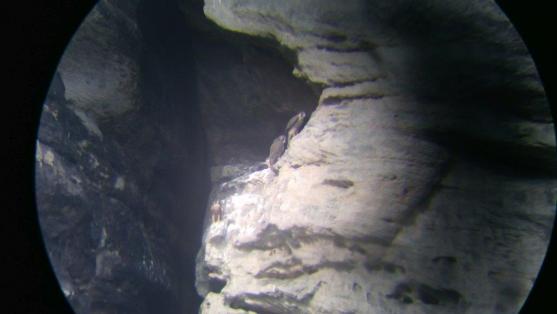 Sokoli v Teplických skalách úspěšně vyvedli mláďata