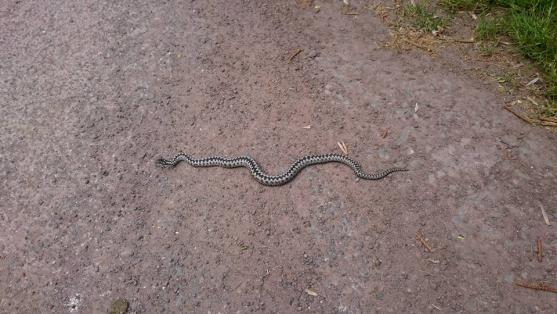S příchodem teplého počasí začínají být aktivní hadi